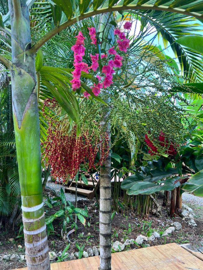 Jamaica Colors Hotel And Eco-Retreat ポート・アントニオ エクステリア 写真